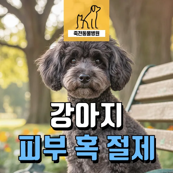 강아지 턱 아래 혹, 절제 수술 후기 및 조직 검사 중요성 2026