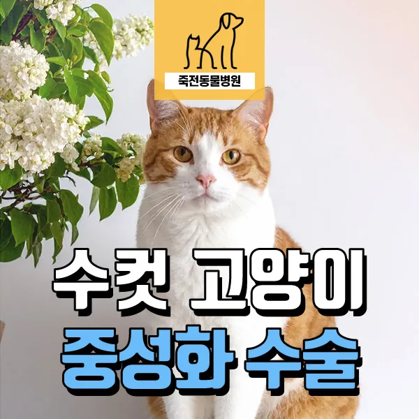 고양이 중성화 수술, 넥카라 없이 회복하는 피내 봉합법 2026