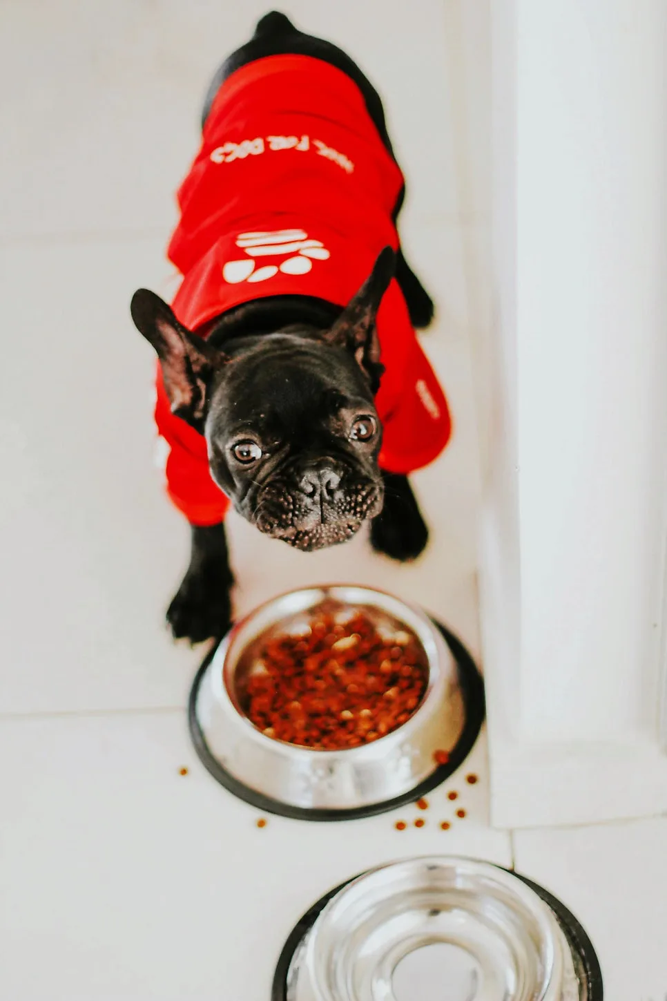 Dog Refuses Food? 2026 Guide to Loss of Appetite & Solutions