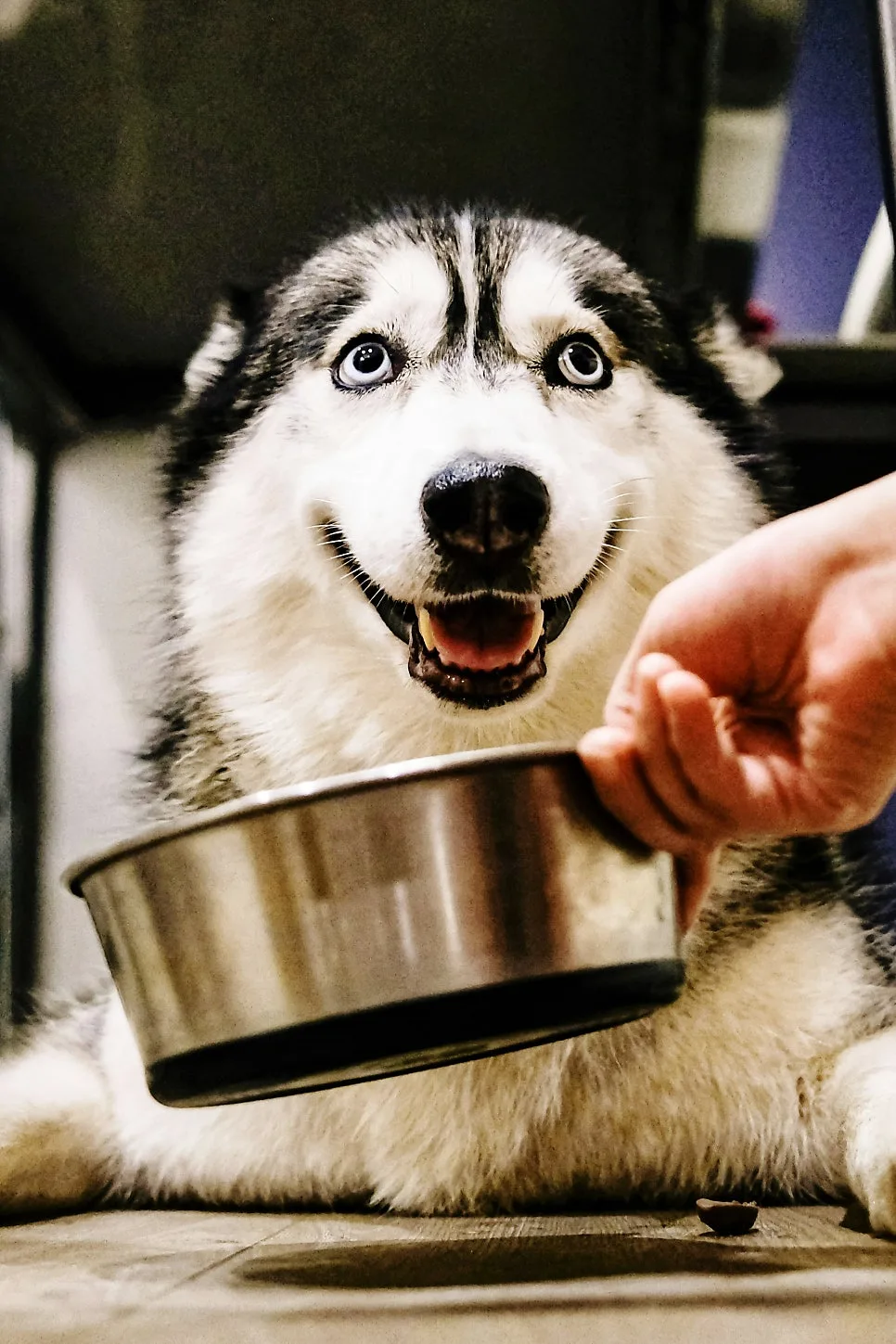 Dog Refuses Food? 2026 Guide to Loss of Appetite & Solutions 2