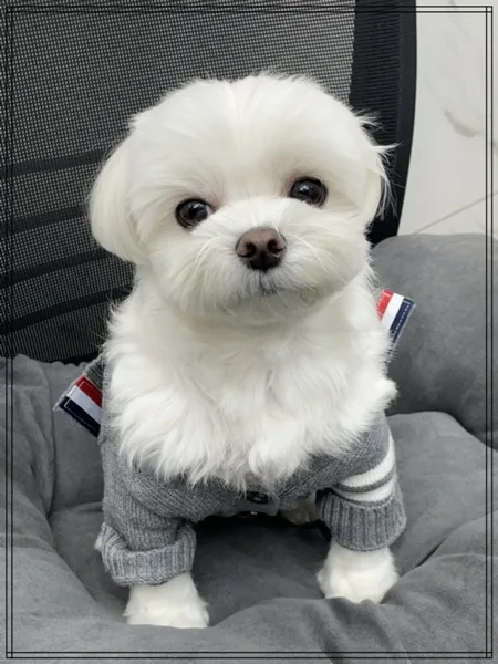 대전 애견미용학원 2026년 창업/취업 준비 및 수강료 지원 완벽 가이드