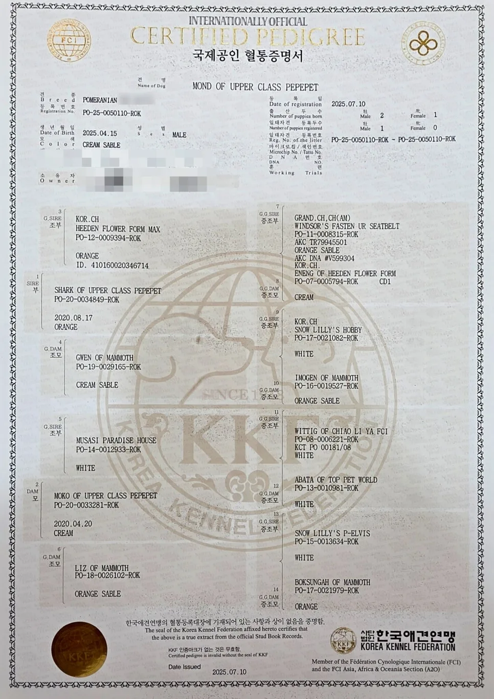 세이블 포메라니안 정품 구별법 2026: 폼피츠와 다른 점은? 2