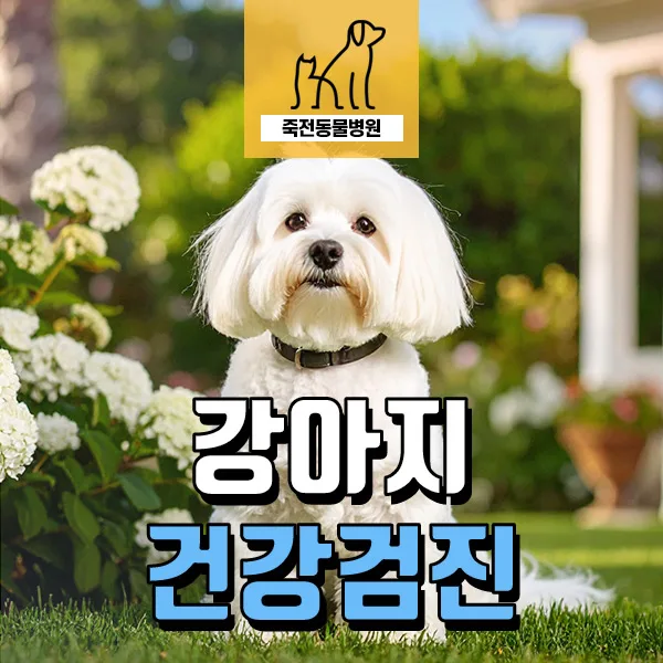 강아지 쿠싱 의심 증상 2026: 8살 말티즈 건강검진 사례 분석