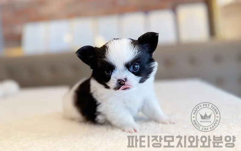 파티 장모 치와와 분양 2026: 건강한 반려견 찾는 법 A to Z 2