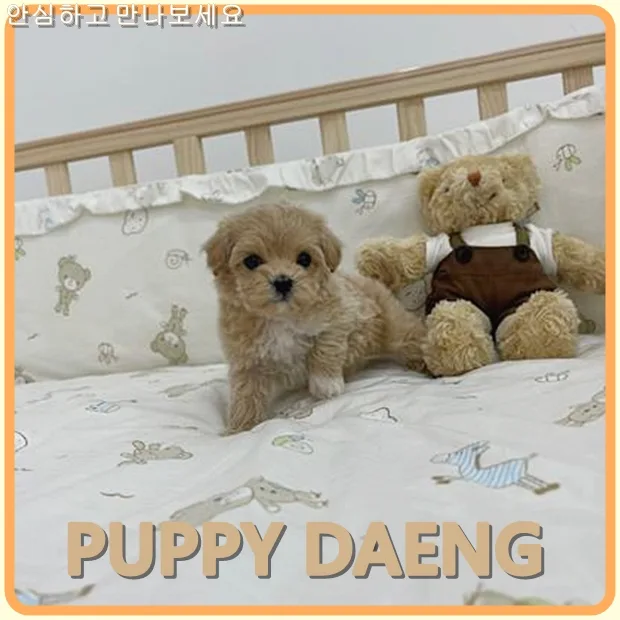 평택 미니 강아지 분양 2026: 건강한 반려견 찾는 7가지 핵심 체크리스트