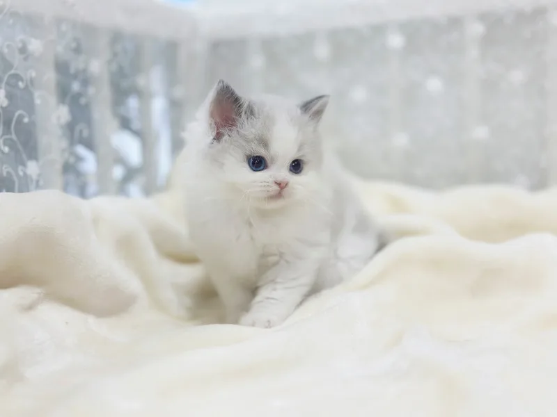 권선구 고양이 분양 2026: 건강한 반려묘 찾는 5가지 체크리스트