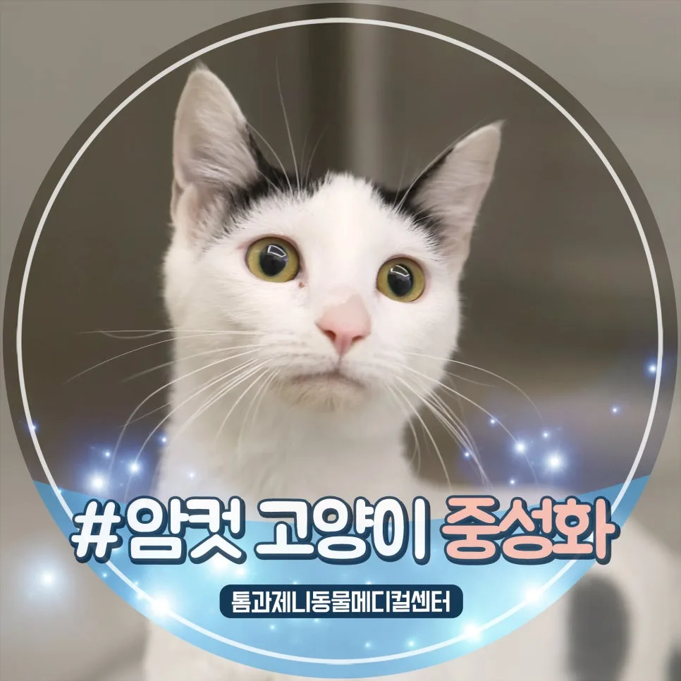 7개월 암컷 고양이 중성화 수술, 언제 해야 할까? (2026년 최신 정보)
