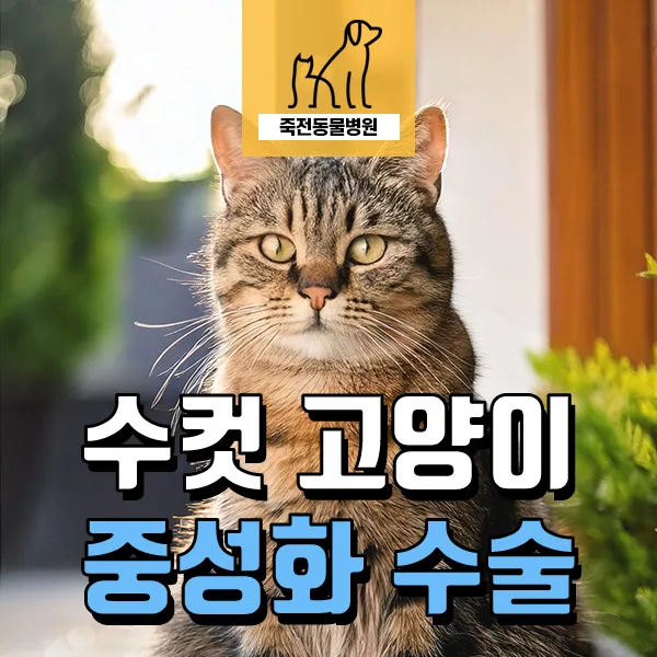 수컷 고양이 중성화 수술, 최적 시기와 방법은? 2026년 총정리