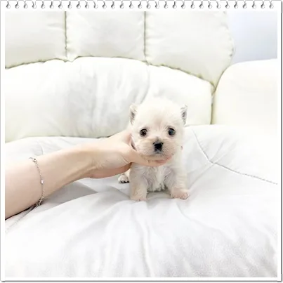 스코티시테리어 분양 2026: 강동구 퍼피플라워 하남점 방문 후기 2