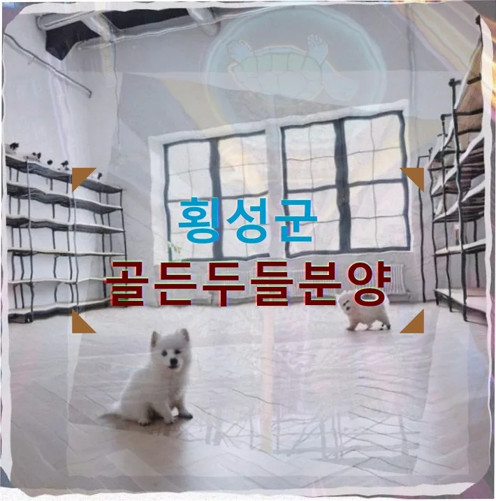 횡성 골든두들 분양 2026: 합리적 선택 가이드