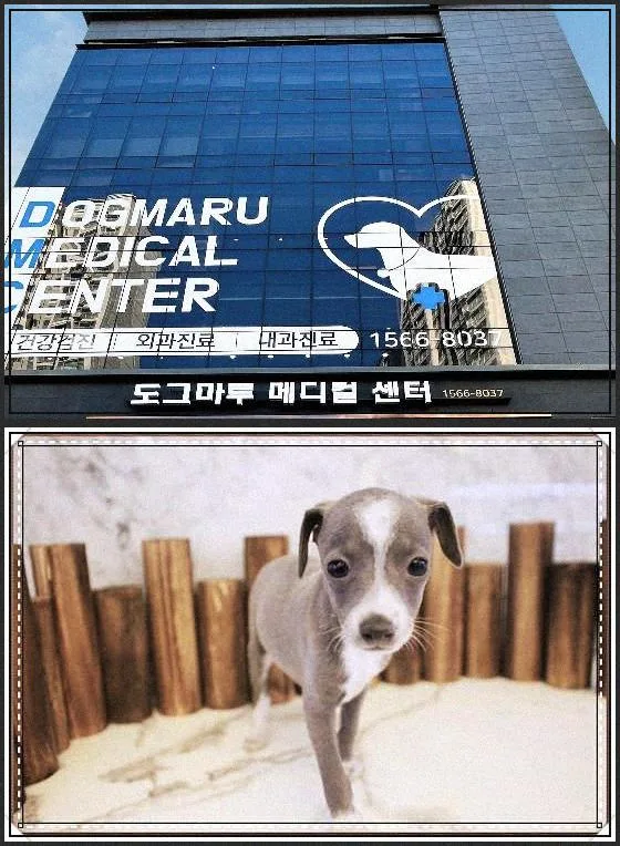 서울 강아지 분양 2026: 건강한 반려견 찾는 5가지 핵심 기준