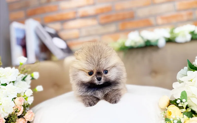 포메라니안 분양 비용 2026: 아기 강아지 입양 시 꼭 알아야 할 모든 것 3
