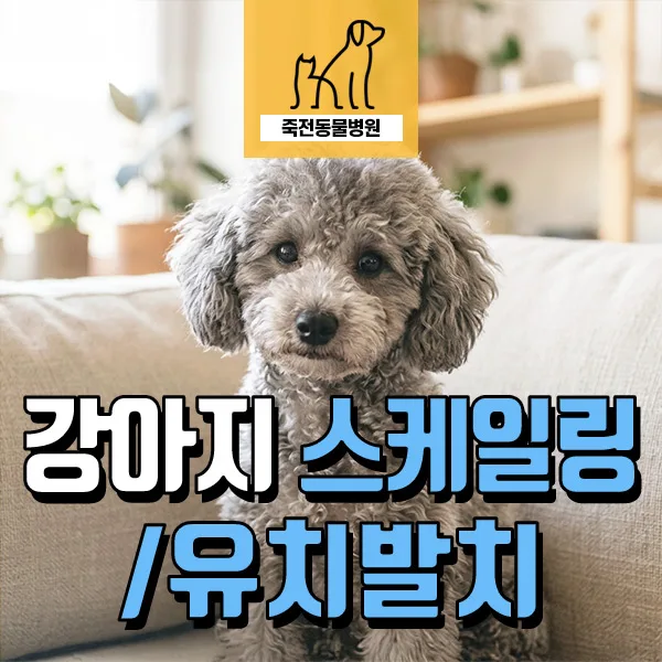 강아지 잔존 유치 발치와 스케일링, 1살 반 푸들의 실제 사례 2026