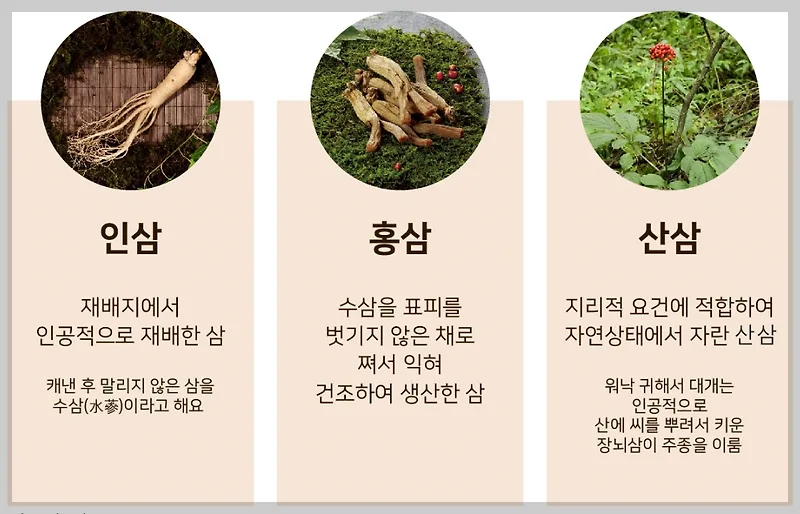인삼 산삼 홍삼 차이점 2026: 효능, 가격, 섭취법 비교