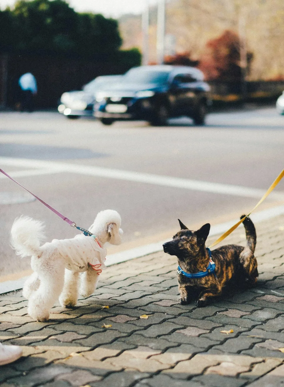 2026 Dog Adoption Checklist: Essential Guide for New Owners