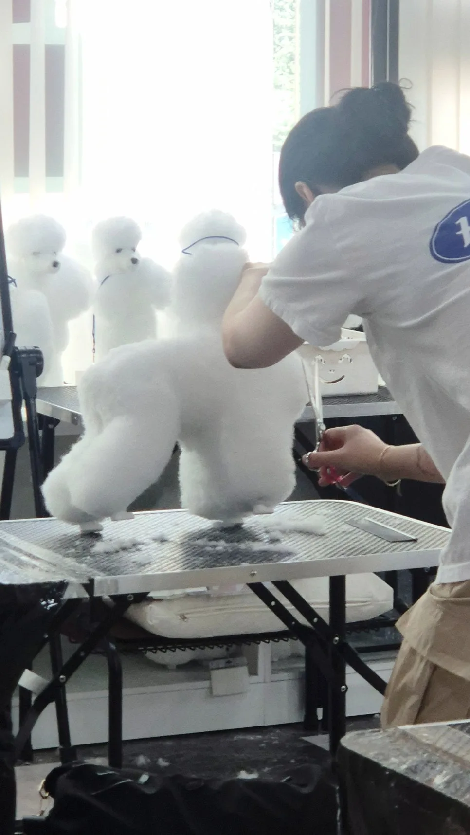 일산 애견미용학원 2026: 실견 실습으로 배우는 실무 기술 총정리