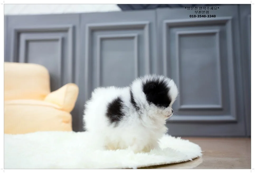 삼산동 포메라니안 분양: 건강한 반려견 찾는 법 2026 2