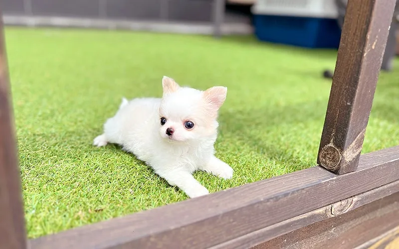 장모치와와 분양가 비교 및 초소형 강아지 입양 가이드 2026 2
