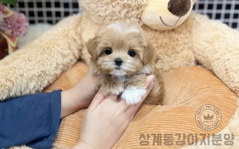 상계동 강아지 분양 2026: 초보 견주를 위한 완벽 가이드 2