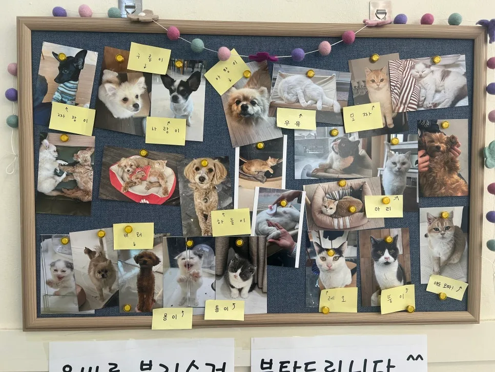 개와 고양이가 함께하는 카페 2026: 커피멍냥 광교역점 방문 후기 3