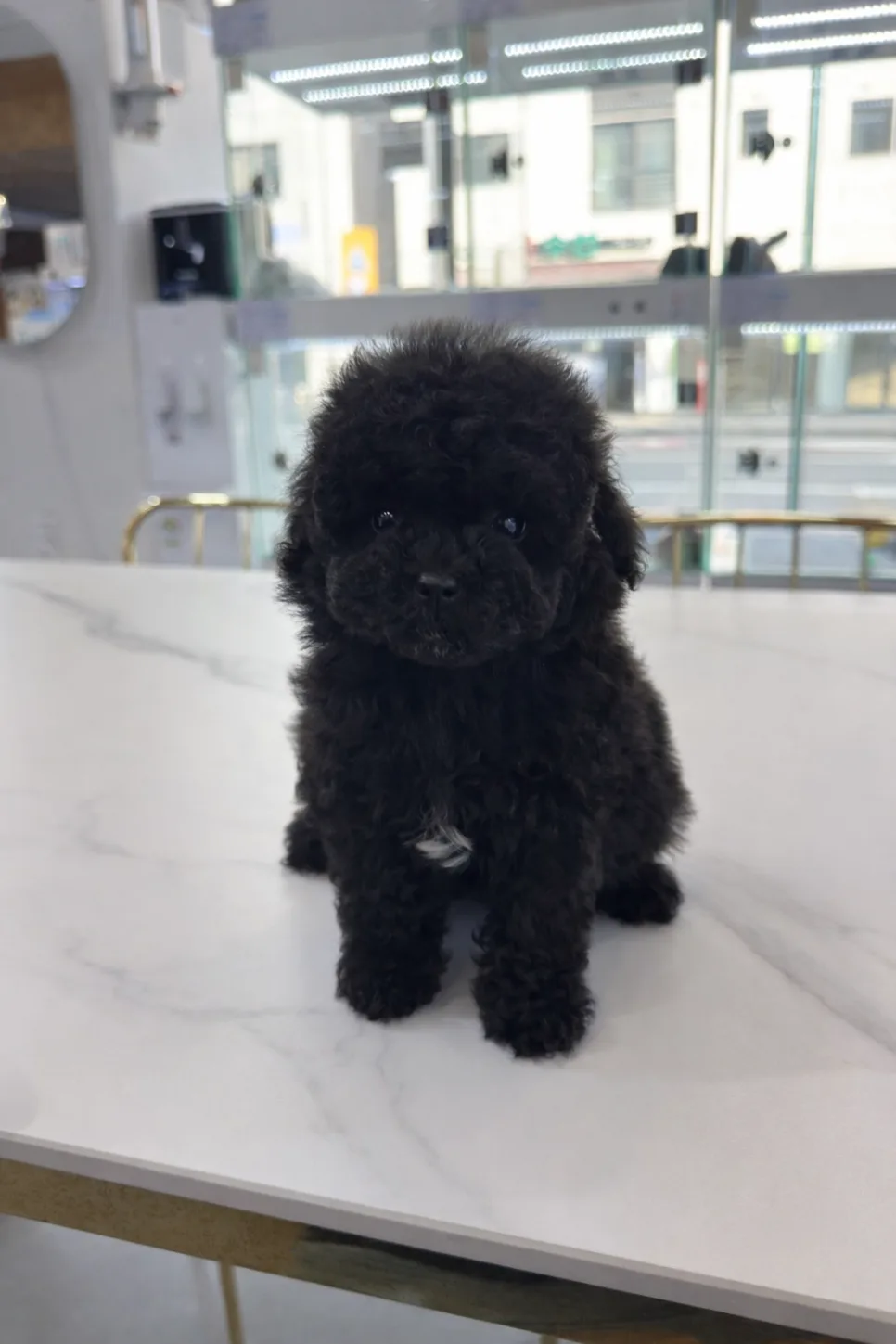 블랙푸들 분양 2026: 실물 확인이 선택을 바꾸는 이유 2