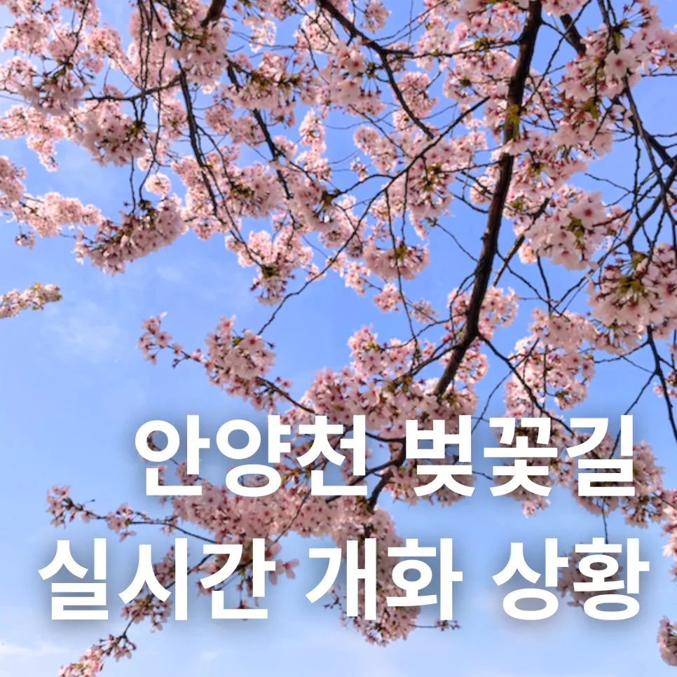 안양천 벚꽃 개화 상황 2026: 서울 벚꽃 명소 비교 분석