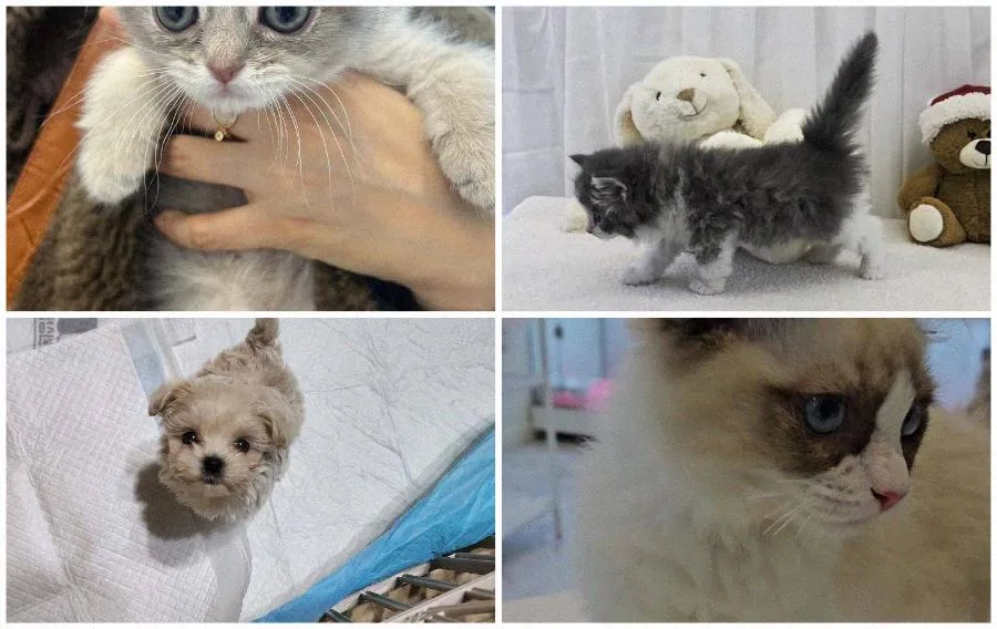 수원 강아지 분양 2026: 건강 관리 기준과 신뢰 상담 시스템 완벽 분석