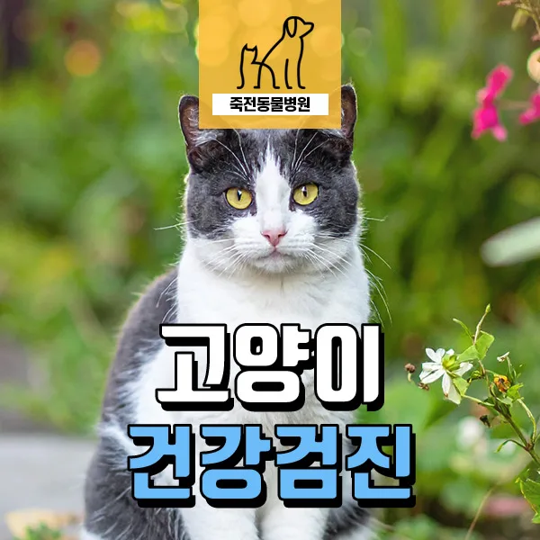 고양이 신장 건강검진: 미세 결석 및 경색 진단과 관리법 2026
