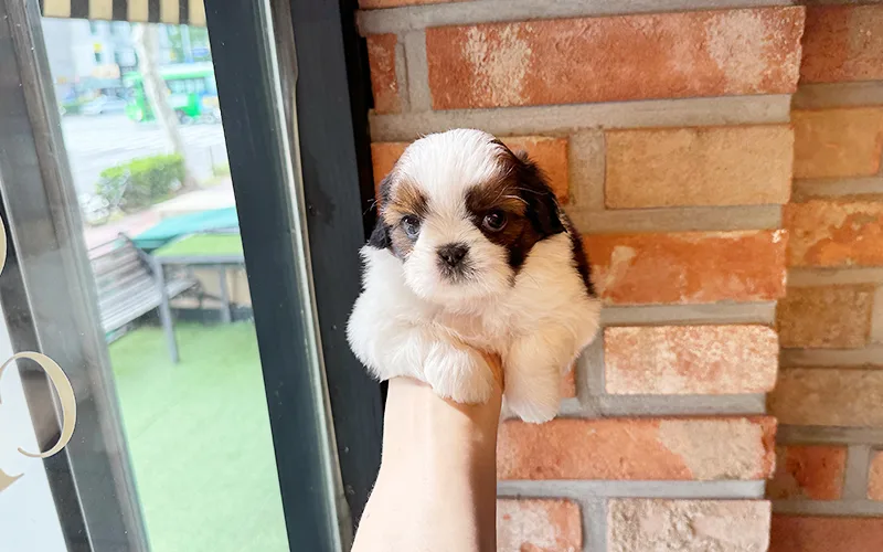 Free Puppy Adoption in Gwangmyeong/Siheung 2026: Your Guide