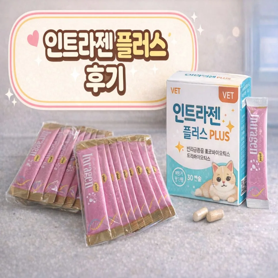 고양이 변비 탈출? 인트라젠 유산균 급여 후기 (2026년)