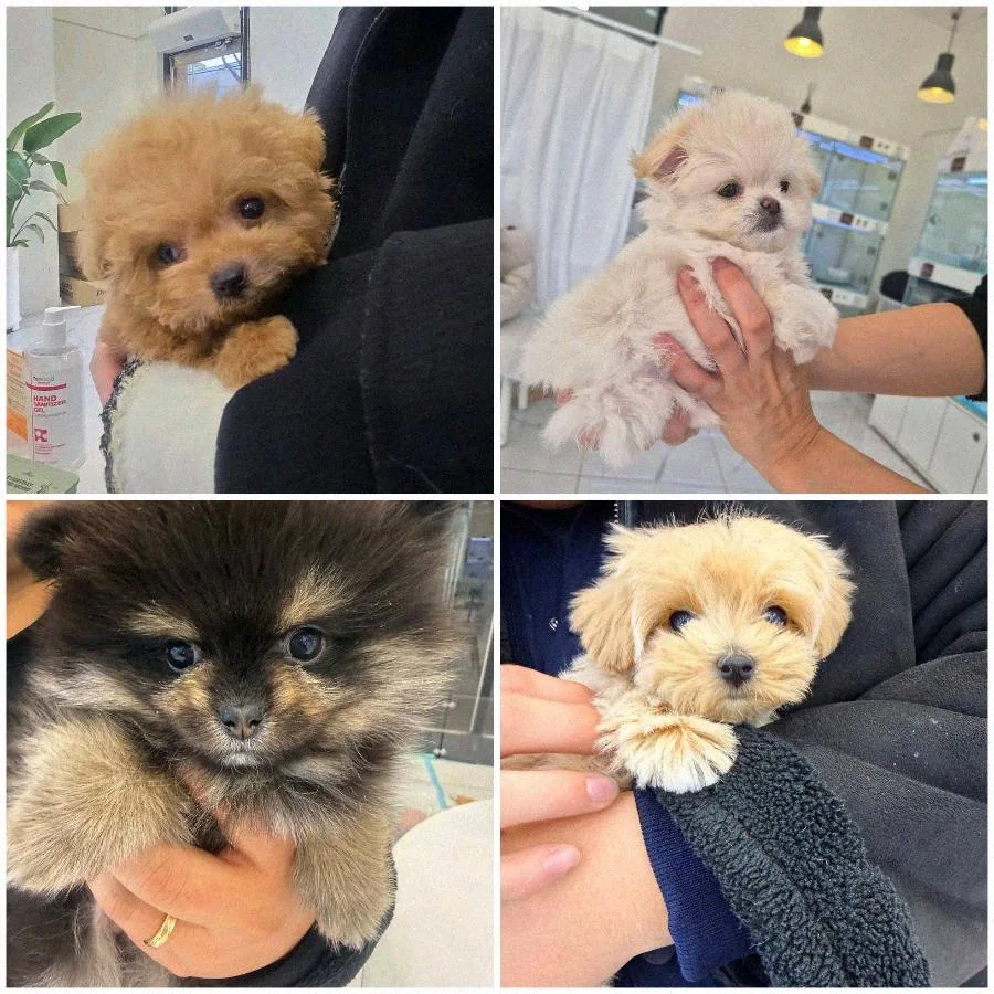 수원 강아지 분양 2026: 건강 확인법과 맞춤 추천 가이드