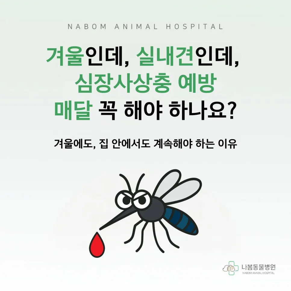 겨울 실내견도 심장사상충 예방 필수? 2026년 전문가 총정리