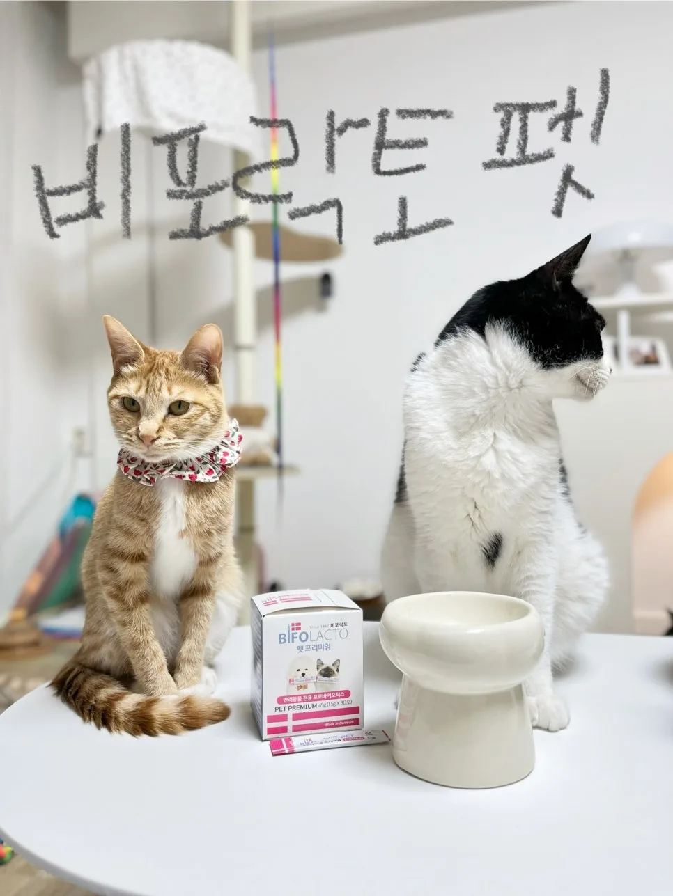 비포락토 고양이유산균, 2026년 기호성·효과 비교 분석