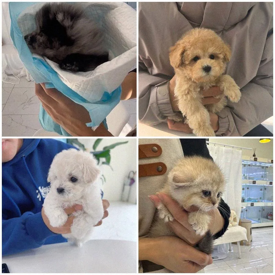 수원 강아지 분양 2026: 반려견 입양 성공 기준과 건강 관리법