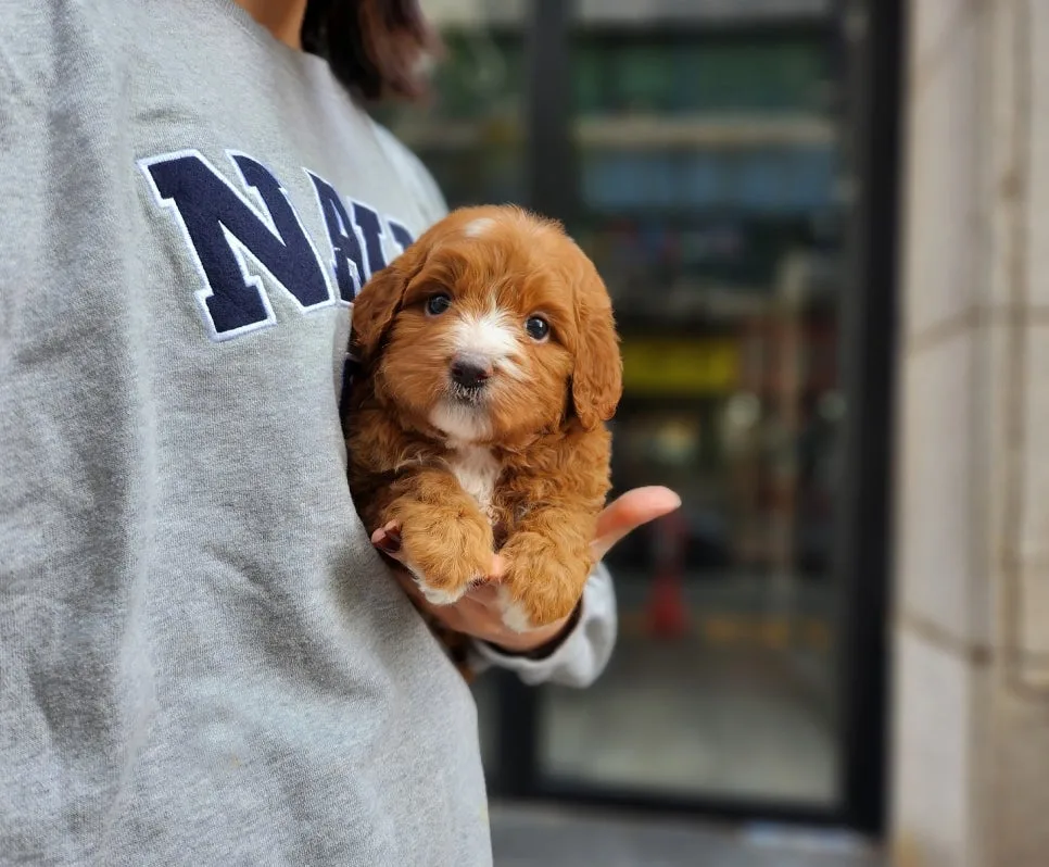 Golden Retriever Puppies for Sale in Yeosu 2026: Your Guide