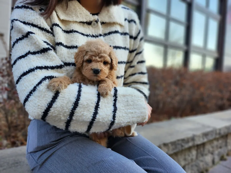 Golden Retriever Puppies for Sale in Yeosu 2026: Your Guide 2