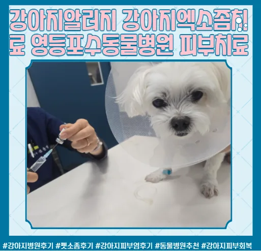 강아지 엑소좀 치료, 영등포 수 동물병원에서 피부 고민 해결 2026