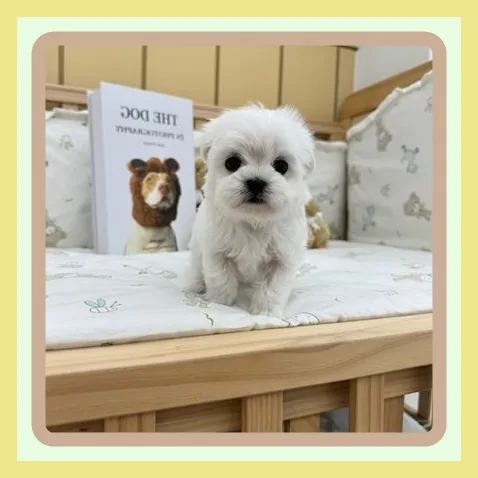 Choosing a Dog Shelter in Dangjin 2026: Your Adoption Guide