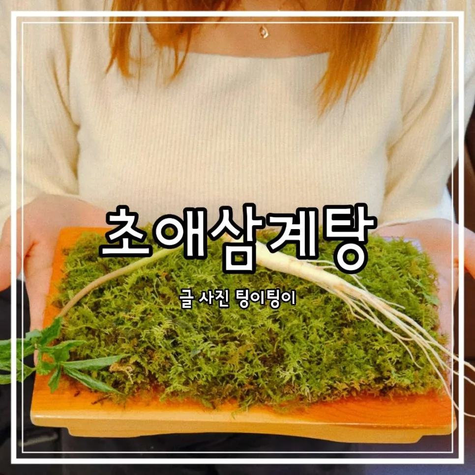 원당 맛집 초애삼계탕 2026: 장뇌삼계탕 몸보신 후기