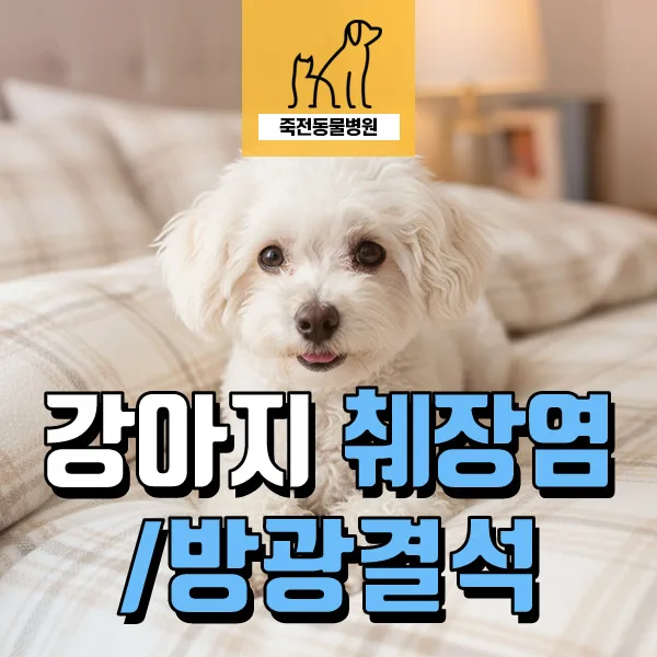 노령견 종합 건강검진: 결석·췌장염·부신 질환 조기 발견 2026