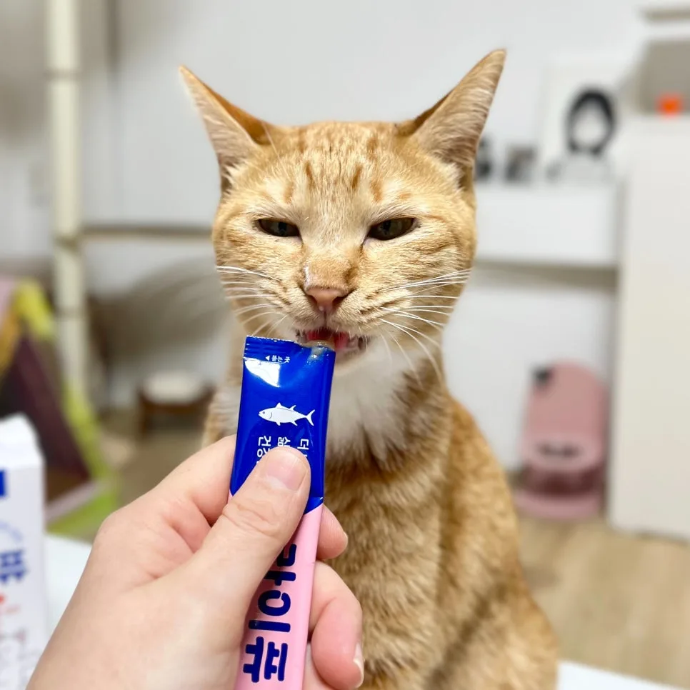 고양이 유산균 2026: 짜먹는 영양제 라이퓨, 코숏 급여 후기