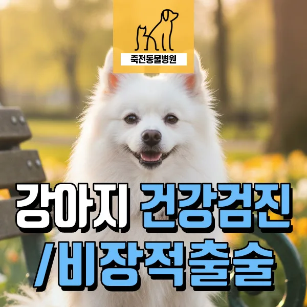 강아지 비장 종양, 수술적출은 언제 필요할까? 2026년 최신 정보