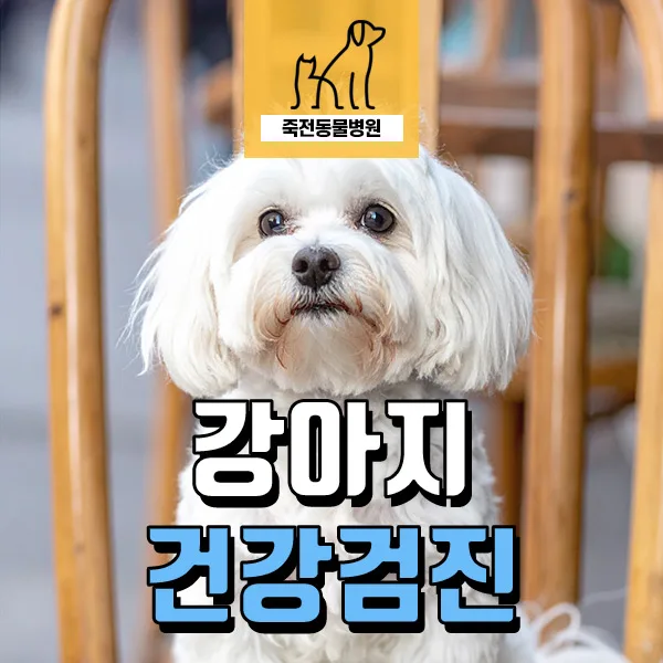 10살 강아지 건강검진 시기 및 필수 항목 2026년 총정리