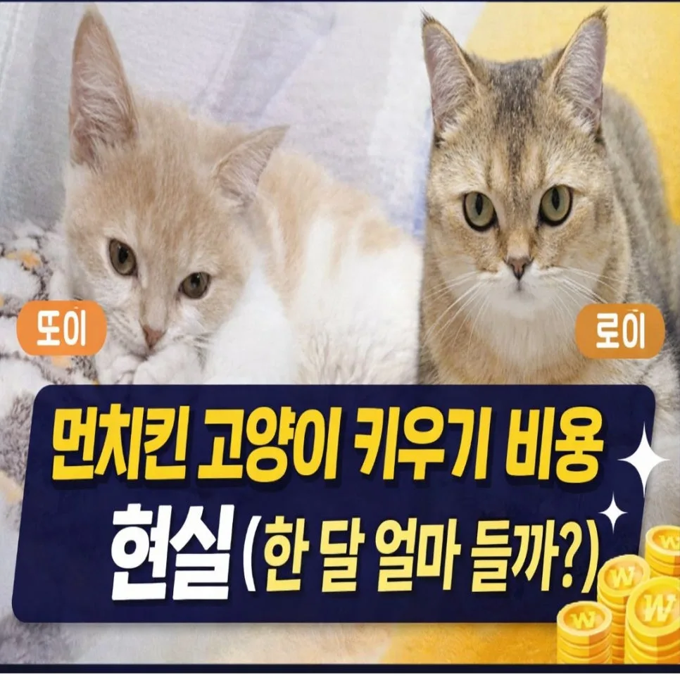 먼치킨 고양이 양육 비용 2026년 총정리: 초기/월별/연간 예상 금액