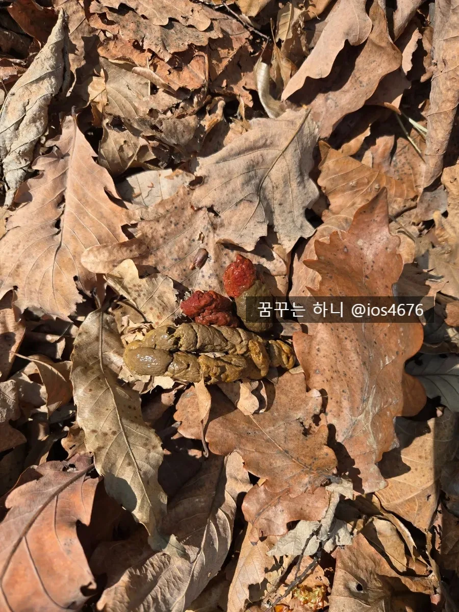 반려동물 혈변 구별법: 2026년 집에서 10초 만에 확인하는 방법