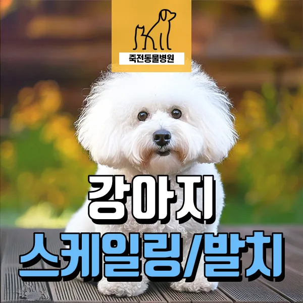 강아지 치아 흔들림, 발치 필요한 경우와 예방법 2026