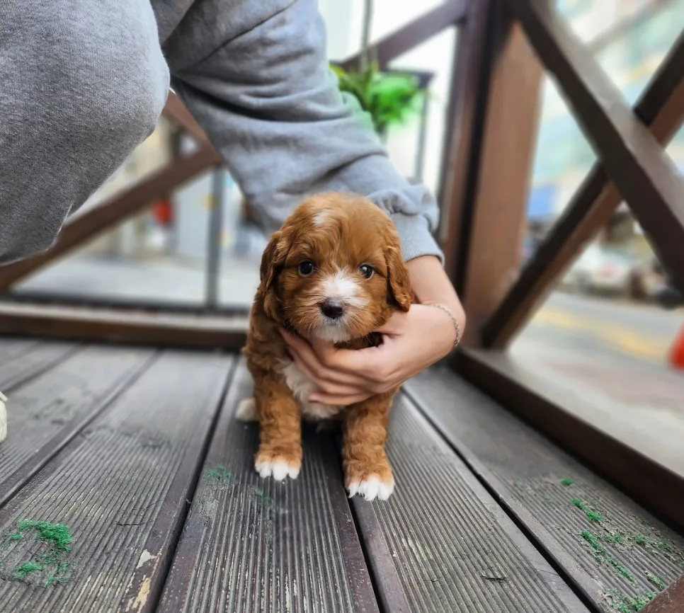 청원 골든두들 분양, 건강하고 행복한 반려견 맞이하는 법 2026