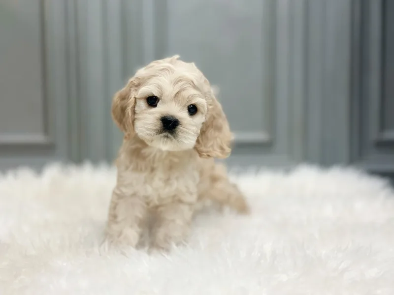 Cocker Spaniel Adoption 2026: Finding Your Perfect Pup