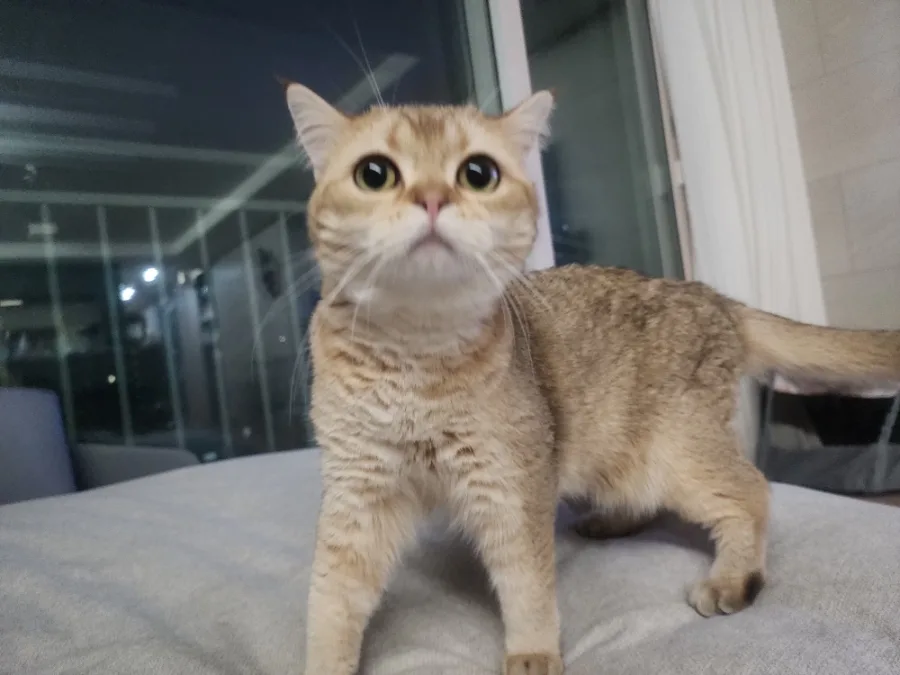 고양이 건강 이상 신호 2026: 병원비 폭탄 피하는 법 2