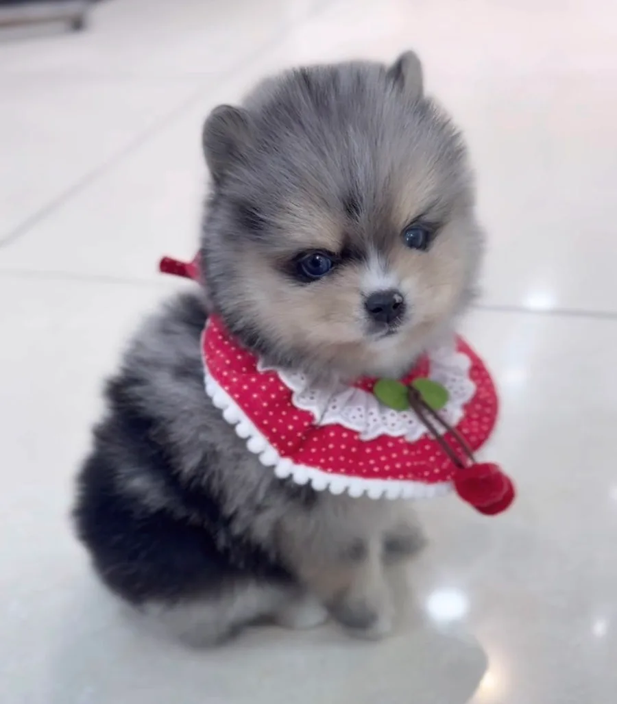 Blue Merle Pomsky Adoption Guide 2026: Meet 'Jennifer'